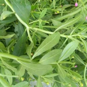 250g Frozen Water Leaf