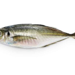 Horse Mackerel (Kote)