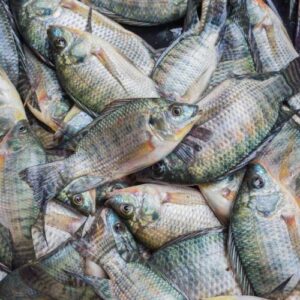 18lbs Tilapia Fish-Black box