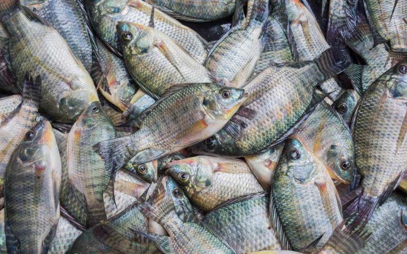 18lbs Tilapia Fish-Black box