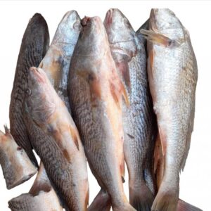 Croaker Fish (HeadON)