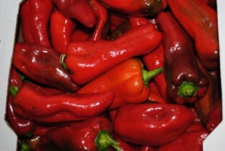 Shepherd pepper
