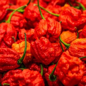 Carolina Pepper