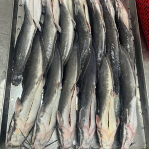 Casii Catfish