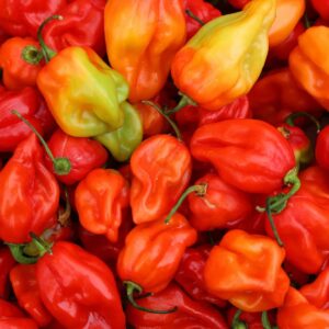 Fresh Hot Pepper - 1lbs Pepper