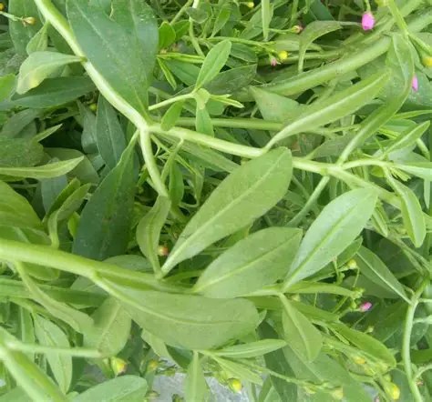 500g Frozen Water Leaf
